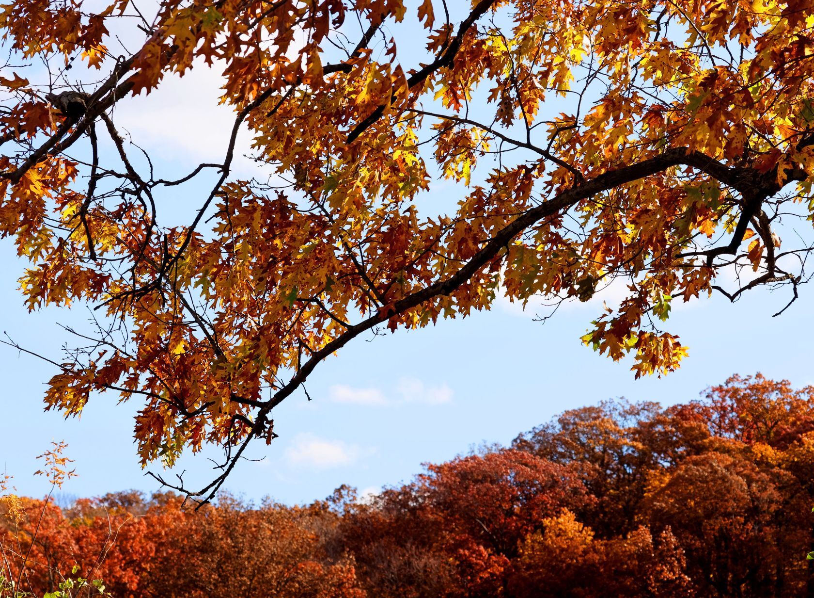 Autumn color along the Meramec